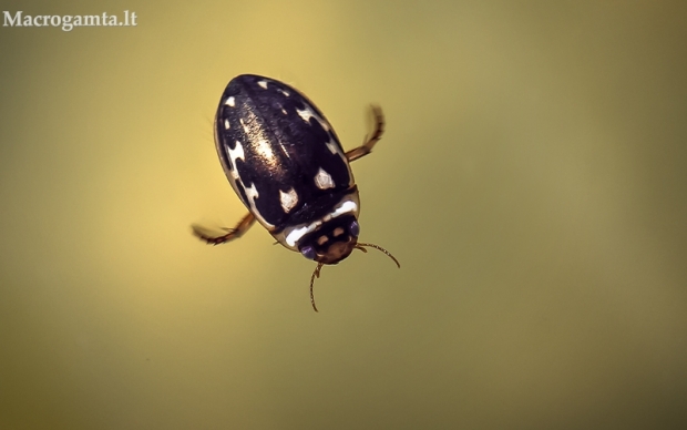 Dėmėtasis platambusas - Platambus maculatus | Fotografijos autorius : Oskaras Venckus | © Macrogamta.lt | Šis tinklapis priklauso bendruomenei kuri domisi makro fotografija ir fotografuoja gyvąjį makro pasaulį.