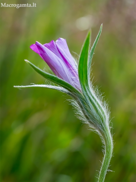 Dirvinė raugė - Agrostemma githago  | Fotografijos autorius : Oskaras Venckus | © Macrogamta.lt | Šis tinklapis priklauso bendruomenei kuri domisi makro fotografija ir fotografuoja gyvąjį makro pasaulį.