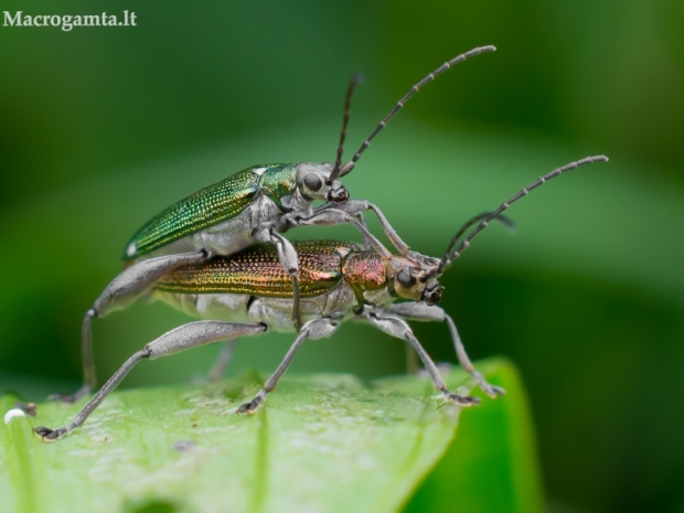 Monažolinė donacija - Donacia semicuprea | Fotografijos autorius : Oskaras Venckus | © Macrogamta.lt | Šis tinklapis priklauso bendruomenei kuri domisi makro fotografija ir fotografuoja gyvąjį makro pasaulį.