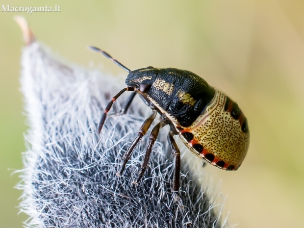 Dvispalvė skydblakė - Piezodorus lituratus, nimfa  | Fotografijos autorius : Oskaras Venckus | © Macrogamta.lt | Šis tinklapis priklauso bendruomenei kuri domisi makro fotografija ir fotografuoja gyvąjį makro pasaulį.