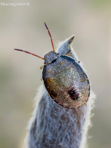 Dvispalvė skydblakė - Piezodorus lituratus, nimfa | Fotografijos autorius : Oskaras Venckus | © Macrogamta.lt | Šis tinklapis priklauso bendruomenei kuri domisi makro fotografija ir fotografuoja gyvąjį makro pasaulį.