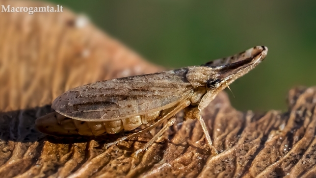 Cikadelė - Eupelix cuspidata  | Fotografijos autorius : Oskaras Venckus | © Macrogamta.lt | Šis tinklapis priklauso bendruomenei kuri domisi makro fotografija ir fotografuoja gyvąjį makro pasaulį.