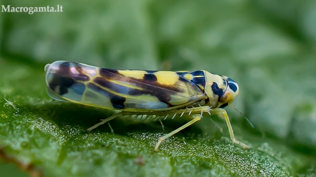 Cikadelė - Eupteryx atropunctata  | Fotografijos autorius : Oskaras Venckus | © Macrogamta.lt | Šis tinklapis priklauso bendruomenei kuri domisi makro fotografija ir fotografuoja gyvąjį makro pasaulį.