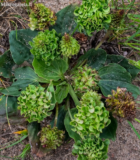 Plačialapis gyslotis - Plantago major rosularis | Fotografijos autorius : Oskaras Venckus | © Macrogamta.lt | Šis tinklapis priklauso bendruomenei kuri domisi makro fotografija ir fotografuoja gyvąjį makro pasaulį.