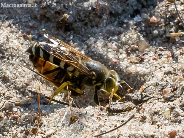 Ilgažandis bembiksas - Bembix rostrata  | Fotografijos autorius : Oskaras Venckus | © Macrogamta.lt | Šis tinklapis priklauso bendruomenei kuri domisi makro fotografija ir fotografuoja gyvąjį makro pasaulį.