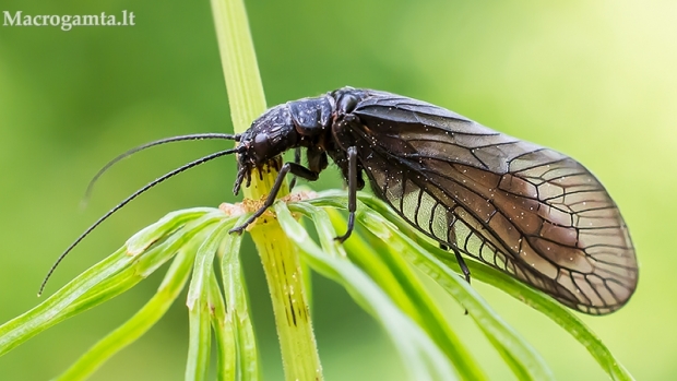 Paprastasis kabasparnis - Sialis lutaria | Fotografijos autorius : Oskaras Venckus | © Macrogamta.lt | Šis tinklapis priklauso bendruomenei kuri domisi makro fotografija ir fotografuoja gyvąjį makro pasaulį.