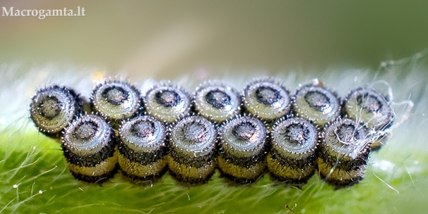 Dvispalvės skydblakės - Piezodorus lituratus kiaušiniai  | Fotografijos autorius : Oskaras Venckus | © Macrogamta.lt | Šis tinklapis priklauso bendruomenei kuri domisi makro fotografija ir fotografuoja gyvąjį makro pasaulį.