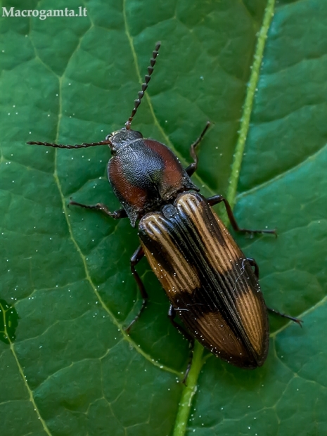 Kryžiuotasis rugiaspragšis - Selatosomus cruciatus  | Fotografijos autorius : Oskaras Venckus | © Macrogamta.lt | Šis tinklapis priklauso bendruomenei kuri domisi makro fotografija ir fotografuoja gyvąjį makro pasaulį.