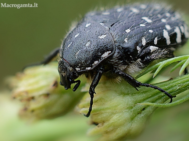 Kvapusis auksavabalis - Oxythyrea funesta | Fotografijos autorius : Oskaras Venckus | © Macrogamta.lt | Šis tinklapis priklauso bendruomenei kuri domisi makro fotografija ir fotografuoja gyvąjį makro pasaulį.