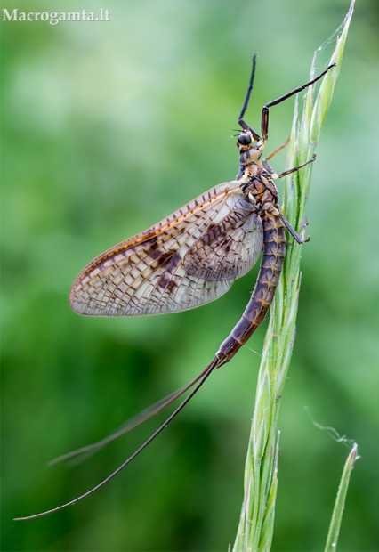 Lašalas - Ephemeroptera sp. | Fotografijos autorius : Oskaras Venckus | © Macrogamta.lt | Šis tinklapis priklauso bendruomenei kuri domisi makro fotografija ir fotografuoja gyvąjį makro pasaulį.