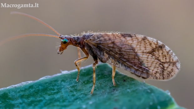 Lapasparnis - Micromus sp. ? | Fotografijos autorius : Oskaras Venckus | © Macrogamta.lt | Šis tinklapis priklauso bendruomenei kuri domisi makro fotografija ir fotografuoja gyvąjį makro pasaulį.