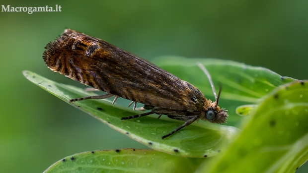 Lapsukis ??? | Fotografijos autorius : Oskaras Venckus | © Macrogamta.lt | Šis tinklapis priklauso bendruomenei kuri domisi makro fotografija ir fotografuoja gyvąjį makro pasaulį.