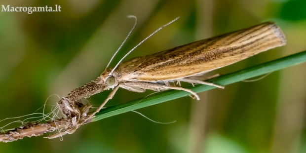 Murzinoji agrifila - Agriphila inquinatella  | Fotografijos autorius : Oskaras Venckus | © Macrogamta.lt | Šis tinklapis priklauso bendruomenei kuri domisi makro fotografija ir fotografuoja gyvąjį makro pasaulį.