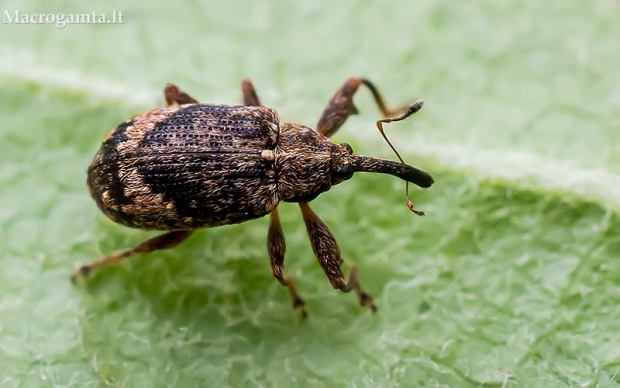 Obelinis žiedgraužis - Anthonomus pomorum | Fotografijos autorius : Oskaras Venckus | © Macrogamta.lt | Šis tinklapis priklauso bendruomenei kuri domisi makro fotografija ir fotografuoja gyvąjį makro pasaulį.