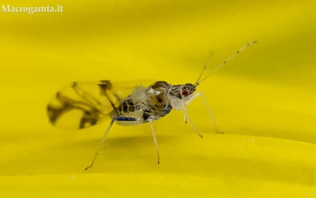 Riešutmedinis amaras - Panaphis juglandis | Fotografijos autorius : Oskaras Venckus | © Macrogamta.lt | Šis tinklapis priklauso bendruomenei kuri domisi makro fotografija ir fotografuoja gyvąjį makro pasaulį.