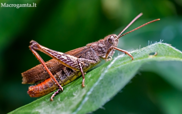 Paprastasis skėriukas - Chorthippus biguttulus | Fotografijos autorius : Oskaras Venckus | © Macrogamta.lt | Šis tinklapis priklauso bendruomenei kuri domisi makro fotografija ir fotografuoja gyvąjį makro pasaulį.