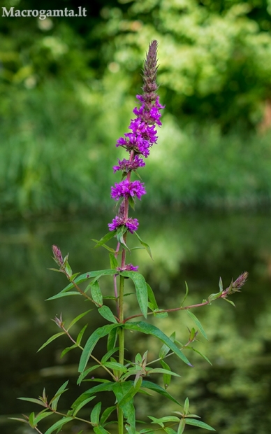 Paprastoji raudoklė - Lythrum salicaria | Fotografijos autorius : Oskaras Venckus | © Macrogamta.lt | Šis tinklapis priklauso bendruomenei kuri domisi makro fotografija ir fotografuoja gyvąjį makro pasaulį.