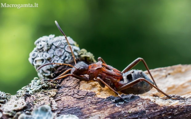 Paprastoji pentinblakė - Alydus calcaratus, nimfa | Fotografijos autorius : Oskaras Venckus | © Macrogamta.lt | Šis tinklapis priklauso bendruomenei kuri domisi makro fotografija ir fotografuoja gyvąjį makro pasaulį.