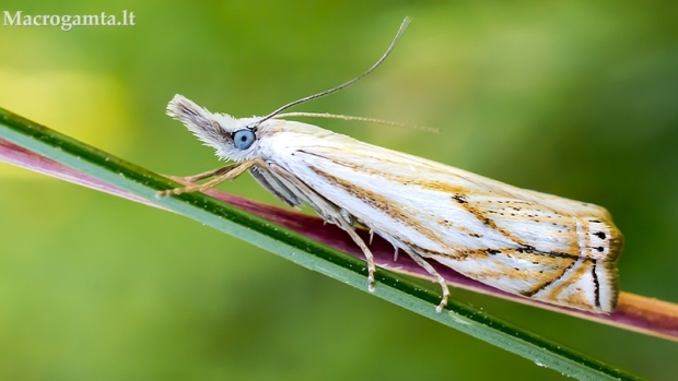 Pievinis žolinukas - Crambus lathoniellus | Fotografijos autorius : Oskaras Venckus | © Macrogamta.lt | Šis tinklapis priklauso bendruomenei kuri domisi makro fotografija ir fotografuoja gyvąjį makro pasaulį.