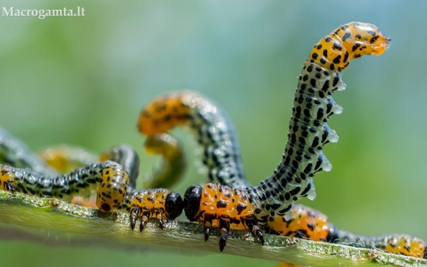 Pjūklelis - Nematus miliaris | Fotografijos autorius : Oskaras Venckus | © Macrogamta.lt | Šis tinklapis priklauso bendruomenei kuri domisi makro fotografija ir fotografuoja gyvąjį makro pasaulį.