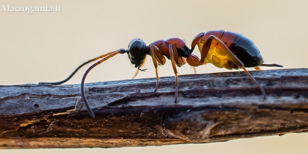 Vytis - Gelis sp. | Fotografijos autorius : Oskaras Venckus | © Macrogamta.lt | Šis tinklapis priklauso bendruomenei kuri domisi makro fotografija ir fotografuoja gyvąjį makro pasaulį.