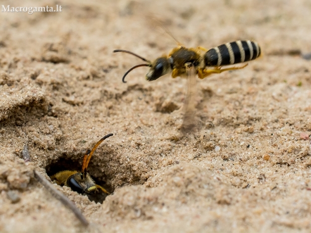 Crabronidae sp. ? | Fotografijos autorius : Oskaras Venckus | © Macrogamta.lt | Šis tinklapis priklauso bendruomenei kuri domisi makro fotografija ir fotografuoja gyvąjį makro pasaulį.