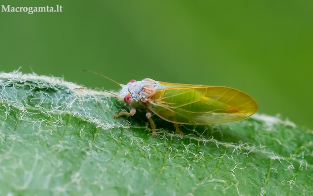 Blakutė - Psylla buxi | Fotografijos autorius : Oskaras Venckus | © Macrogamta.lt | Šis tinklapis priklauso bendruomenei kuri domisi makro fotografija ir fotografuoja gyvąjį makro pasaulį.