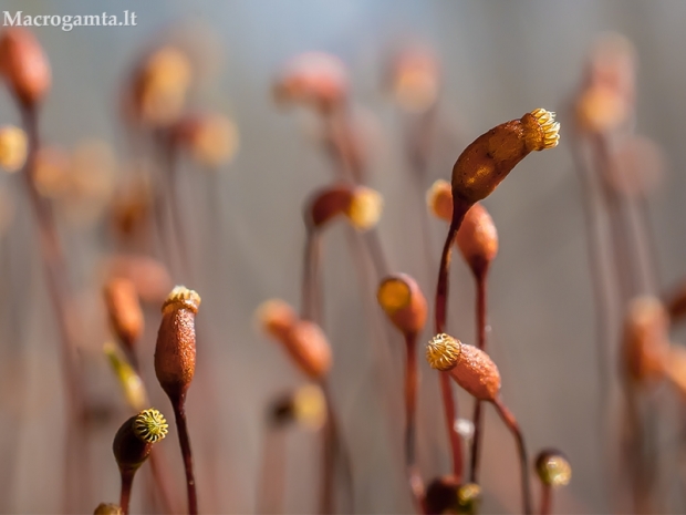 Lenktagalvė polija - Pohlia nutans | Fotografijos autorius : Oskaras Venckus | © Macrogamta.lt | Šis tinklapis priklauso bendruomenei kuri domisi makro fotografija ir fotografuoja gyvąjį makro pasaulį.