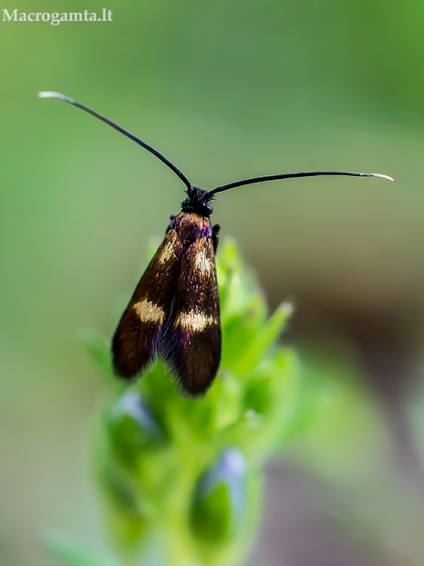 Mažoji ilgaūsė makštinė kandis - Cauchas fibulella  | Fotografijos autorius : Oskaras Venckus | © Macrogamta.lt | Šis tinklapis priklauso bendruomenei kuri domisi makro fotografija ir fotografuoja gyvąjį makro pasaulį.