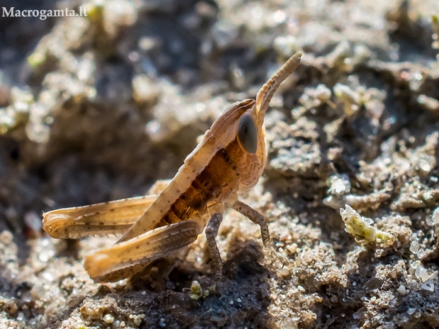 Skėriukas - Chorthippus sp.- nimfa  | Fotografijos autorius : Oskaras Venckus | © Macrogamta.lt | Šis tinklapis priklauso bendruomenei kuri domisi makro fotografija ir fotografuoja gyvąjį makro pasaulį.