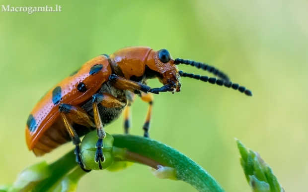 Dvylikadėmis smidrinukas - Crioceris duodecimpunctata  | Fotografijos autorius : Oskaras Venckus | © Macrogamta.lt | Šis tinklapis priklauso bendruomenei kuri domisi makro fotografija ir fotografuoja gyvąjį makro pasaulį.