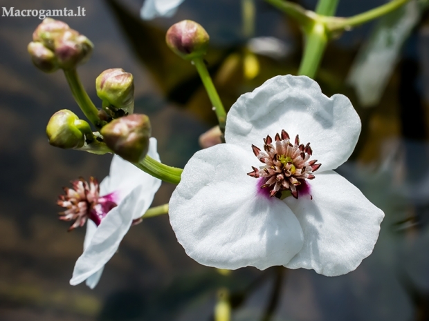 Strėlialapė papliauška - Sagittaria sagittifolia | Fotografijos autorius : Oskaras Venckus | © Macrogamta.lt | Šis tinklapis priklauso bendruomenei kuri domisi makro fotografija ir fotografuoja gyvąjį makro pasaulį.