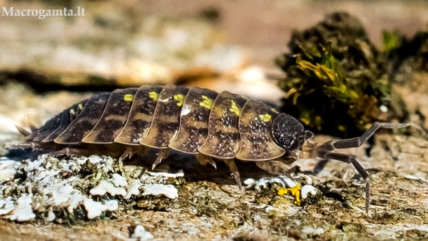 Vėdarėlis - Porcellio spinicornis  | Fotografijos autorius : Oskaras Venckus | © Macrogamta.lt | Šis tinklapis priklauso bendruomenei kuri domisi makro fotografija ir fotografuoja gyvąjį makro pasaulį.