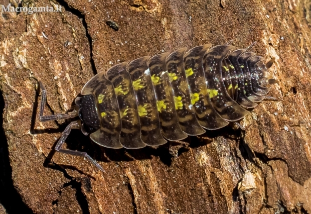 Vėdarėlis - Porcellio spinicornis  | Fotografijos autorius : Oskaras Venckus | © Macrogamta.lt | Šis tinklapis priklauso bendruomenei kuri domisi makro fotografija ir fotografuoja gyvąjį makro pasaulį.