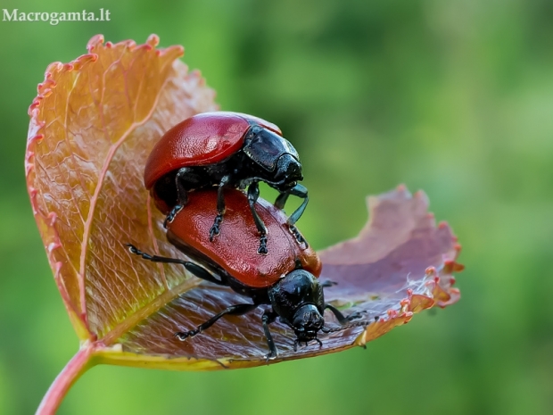 Drebulinis gluosninukas - Chrysomela tremula  | Fotografijos autorius : Oskaras Venckus | © Macrogamta.lt | Šis tinklapis priklauso bendruomenei kuri domisi makro fotografija ir fotografuoja gyvąjį makro pasaulį.