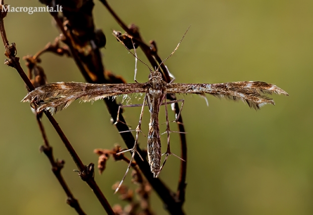 Viržinis pirštasparnis - Oxyptilus ericetorum | Fotografijos autorius : Oskaras Venckus | © Macrogamta.lt | Šis tinklapis priklauso bendruomenei kuri domisi makro fotografija ir fotografuoja gyvąjį makro pasaulį.