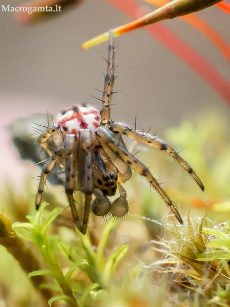 Dryžuotasis irklutis - Mangora acalypha | Fotografijos autorius : Oskaras Venckus | © Macrogamta.lt | Šis tinklapis priklauso bendruomenei kuri domisi makro fotografija ir fotografuoja gyvąjį makro pasaulį.