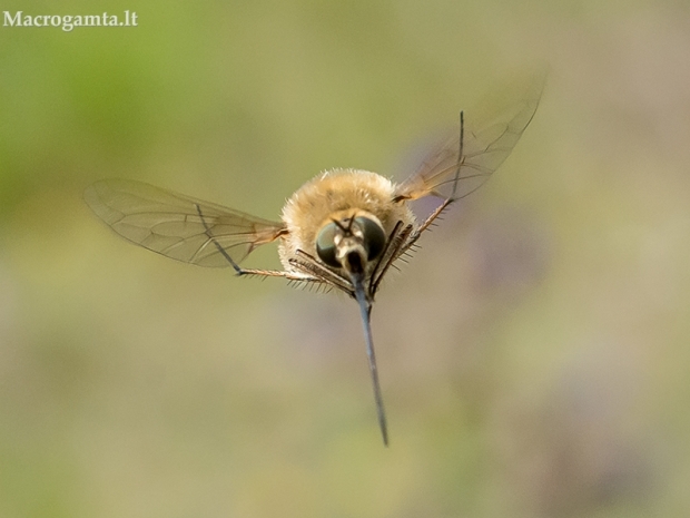 Zvimbeklė - Bombylius posticus | Fotografijos autorius : Oskaras Venckus | © Macrogamta.lt | Šis tinklapis priklauso bendruomenei kuri domisi makro fotografija ir fotografuoja gyvąjį makro pasaulį.