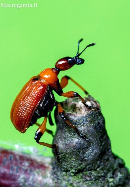 Lazdyninis cigarsukis - Apoderus coryli | Fotografijos autorius : Aleksandras Riabčikovas | © Macrogamta.lt | Šis tinklapis priklauso bendruomenei kuri domisi makro fotografija ir fotografuoja gyvąjį makro pasaulį.