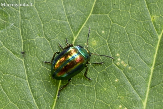 Notrelinis puošnys - Chrysolina fastuosa | Fotografijos autorius : Giedrius Markevičius | © Macrogamta.lt | Šis tinklapis priklauso bendruomenei kuri domisi makro fotografija ir fotografuoja gyvąjį makro pasaulį.