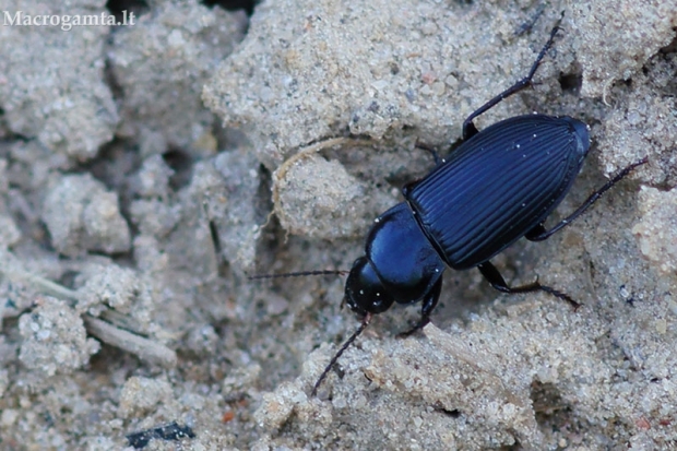 Dvitaškis žygis - Anisodactylus binotatus | Fotografijos autorius : Giedrius Markevičius | © Macrogamta.lt | Šis tinklapis priklauso bendruomenei kuri domisi makro fotografija ir fotografuoja gyvąjį makro pasaulį.