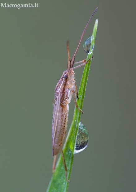 Ilganugarė žolblakė - Stenodema laevigata | Fotografijos autorius : Žilvinas Pūtys | © Macrogamta.lt | Šis tinklapis priklauso bendruomenei kuri domisi makro fotografija ir fotografuoja gyvąjį makro pasaulį.