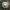  Melsvažalė ūmėdė - Russula cyanoxantha | Fotografijos autorius : Romas Ferenca | © Macrogamta.lt | Šis tinklapis priklauso bendruomenei kuri domisi makro fotografija ir fotografuoja gyvąjį makro pasaulį.