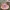  Gleivėtasis nuosėdis - Cortinarius mucosus | Fotografijos autorius : Vitalij Drozdov | © Macrogamta.lt | Šis tinklapis priklauso bendruomenei kuri domisi makro fotografija ir fotografuoja gyvąjį makro pasaulį.