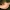 Rudakepurė trapiabudė - Homophron spadiceum | Fotografijos autorius : Ramunė Vakarė | © Macrogamta.lt | Šis tinklapis priklauso bendruomenei kuri domisi makro fotografija ir fotografuoja gyvąjį makro pasaulį.