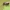 Ąžuolinė gumbavapsvė - Cynips quercusfolii | Fotografijos autorius : Gintautas Steiblys | © Macrogamta.lt | Šis tinklapis priklauso bendruomenei kuri domisi makro fotografija ir fotografuoja gyvąjį makro pasaulį.