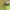 Ąžuolinė gumbavapsvė - Cynips quercusfolii | Fotografijos autorius : Gintautas Steiblys | © Macrogamta.lt | Šis tinklapis priklauso bendruomenei kuri domisi makro fotografija ir fotografuoja gyvąjį makro pasaulį.