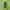 Margasis raštenis - Plagionotus arcuatus | Fotografijos autorius : Gintautas Steiblys | © Macrogamta.lt | Šis tinklapis priklauso bendruomenei kuri domisi makro fotografija ir fotografuoja gyvąjį makro pasaulį.