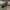 Ąžuolinis niūravabalis - Hypulus quercinus | Fotografijos autorius : Gintautas Steiblys | © Macrogamta.lt | Šis tinklapis priklauso bendruomenei kuri domisi makro fotografija ir fotografuoja gyvąjį makro pasaulį.