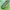 Ąžuolinis pjūklelis - Periclista lineolata, lerva | Fotografijos autorius : Gintautas Steiblys | © Macrogamta.lt | Šis tinklapis priklauso bendruomenei kuri domisi makro fotografija ir fotografuoja gyvąjį makro pasaulį.